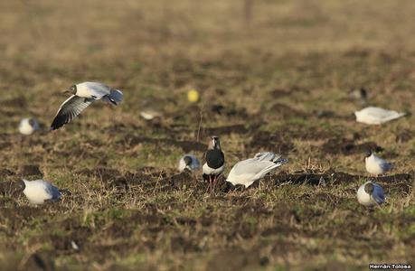 Gaviotas en el rastrojo