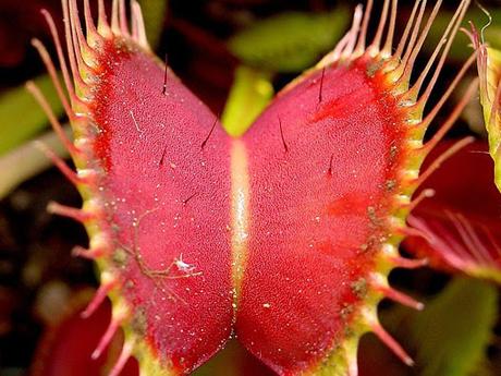 Las plantas más extrañas del planeta FOTOGRAFIAS