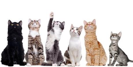 Las razas de gatos más buscadas en España