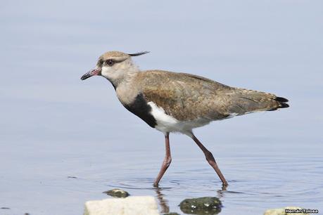 Laguna de Puán