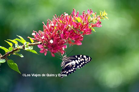 Macro de una mariposa en Cabo Verde