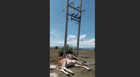 Tres jirafas de especies raras se electrocutaron con líneas eléctricas en Kenia