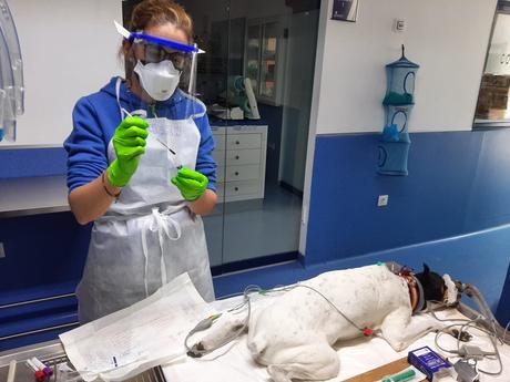 El Hospital Veterinario Guadiamar recoge muestras para investigar la exposición al Covid-19 en mascotas