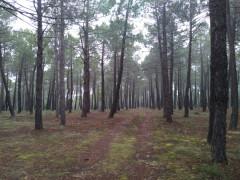 Paseo entre pinos