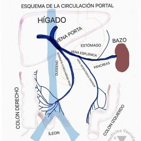 Circulación portal tac