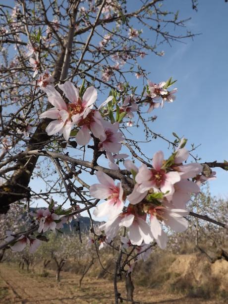 Almendros en flor  cerca de la Bassa de les Seps