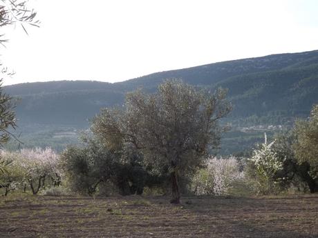 Almendros en flor  cerca de la Bassa de les Seps