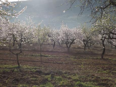 Almendros en flor  cerca de la Bassa de les Seps