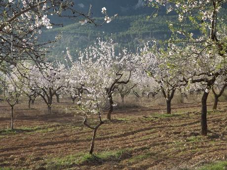 Almendros en flor  cerca de la Bassa de les Seps