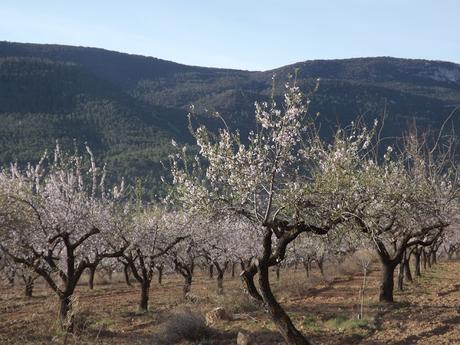 Almendros en flor  cerca de la Bassa de les Seps