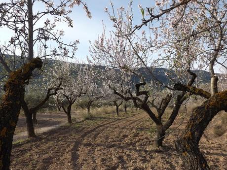 Almendros en flor  cerca de la Bassa de les Seps
