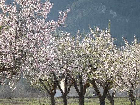Almendros en flor  cerca de la Bassa de les Seps