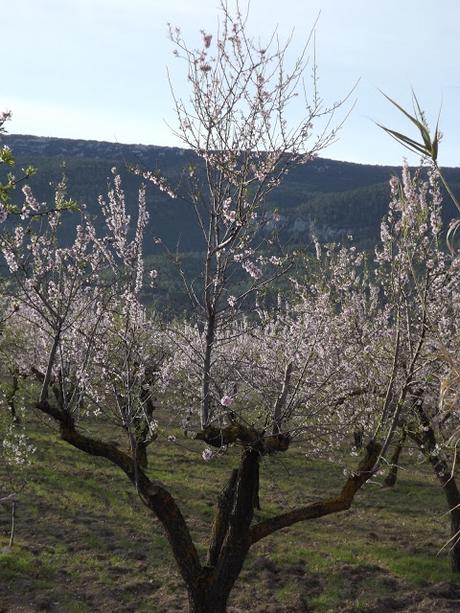 Almendros en flor  cerca de la Bassa de les Seps