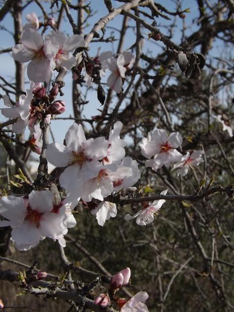 Almendros en flor  cerca de la Bassa de les Seps
