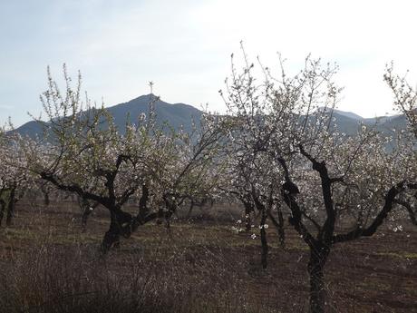 Almendros en flor  cerca de la Bassa de les Seps