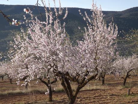 Almendros en flor  cerca de la Bassa de les Seps