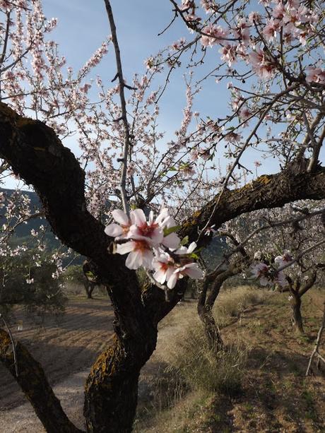 Almendros en flor  cerca de la Bassa de les Seps