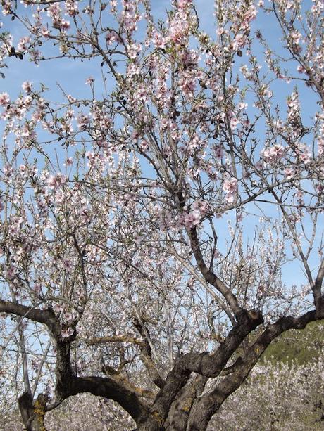 Almendros en flor  cerca de la Bassa de les Seps