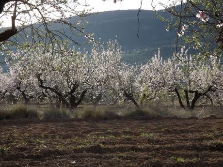 Almendros en flor  cerca de la Bassa de les Seps