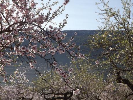 Almendros en flor  cerca de la Bassa de les Seps
