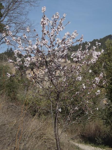 Almendros en flor  cerca de la Bassa de les Seps