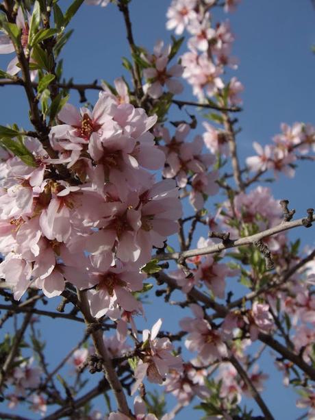 Almendros en flor  cerca de la Bassa de les Seps