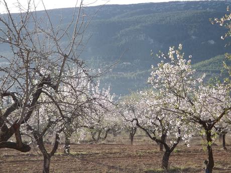 Almendros en flor  cerca de la Bassa de les Seps