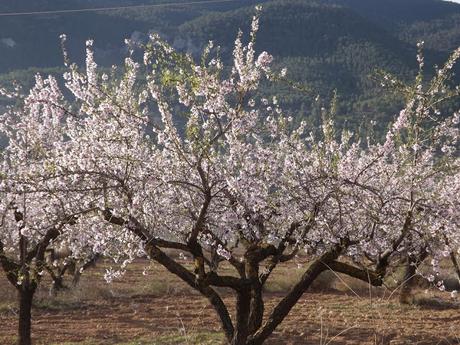 Almendros en flor  cerca de la Bassa de les Seps