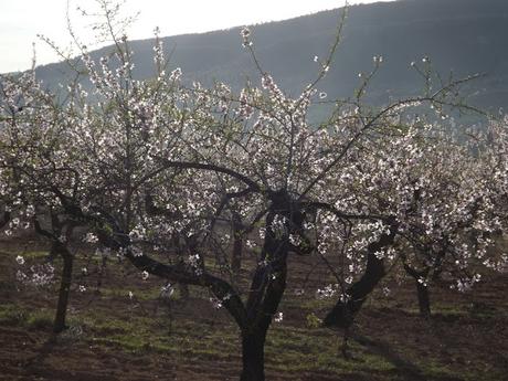 Almendros en flor  cerca de la Bassa de les Seps