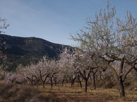 Almendros en flor  cerca de la Bassa de les Seps