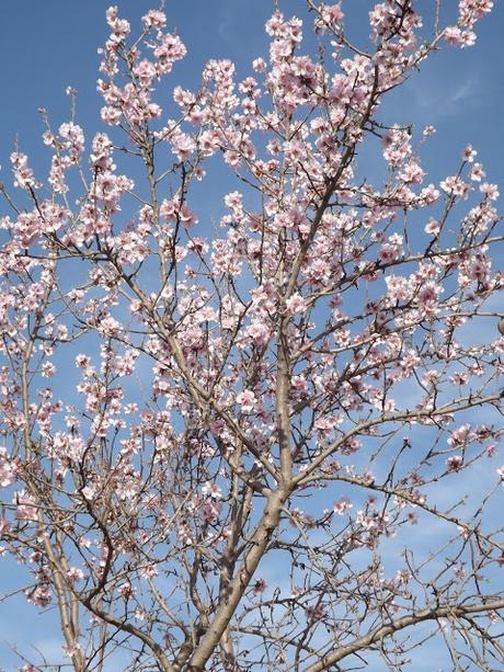 Almendros en flor  cerca de la Bassa de les Seps