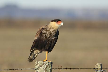 Por campos de Monte (julio de 2020)