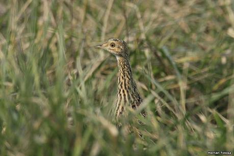 Por campos de Monte (julio de 2020)