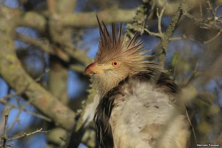 Por campos de Monte (julio de 2020)