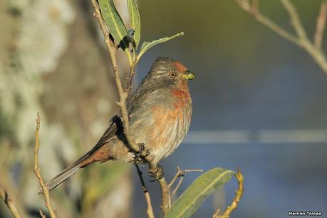 Por campos de Monte (julio de 2020)