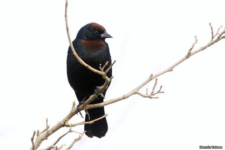 Por campos de Monte (julio de 2020)