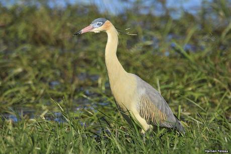 Por campos de Monte (julio de 2020)
