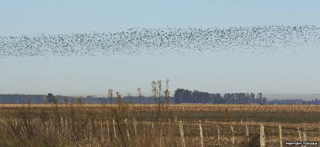 Por campos de Monte (julio de 2020)