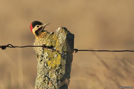 Por campos de Monte (julio de 2020)