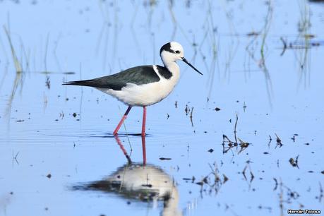 Por campos de Monte (julio de 2020)