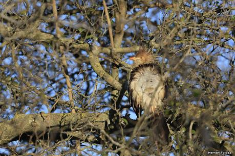 Por campos de Monte (julio de 2020)