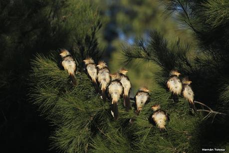 Por campos de Monte (julio de 2020)