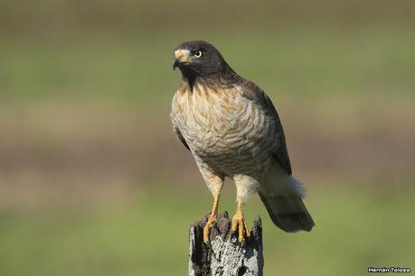 Por campos de Monte (julio de 2020)