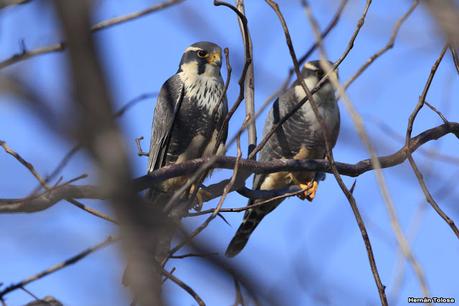 Por campos de Monte (julio de 2020)