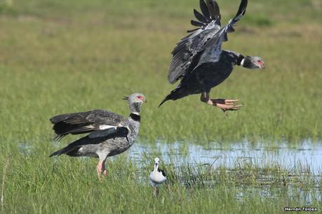 Por campos de Monte (julio de 2020)