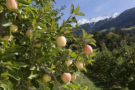 La manzana, un bocado de salud respetuoso con el medio ambiente, según Val Venosta