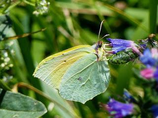 Mariposa cleopatra, ciclo anual