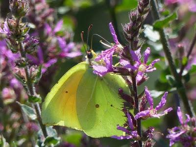 Mariposa cleopatra, ciclo anual