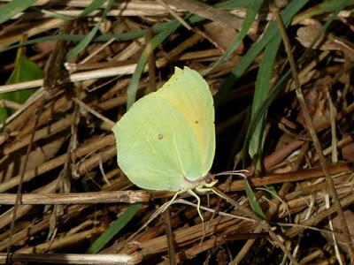 Mariposa cleopatra, ciclo anual