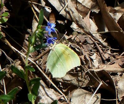 Mariposa cleopatra, ciclo anual